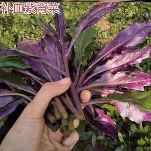 紫背菜种籽血皮菜观音菜种四川紫背天葵种子特色营养蔬菜种子