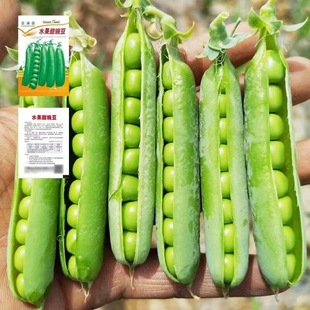 甜脆豌豆高产大荚青水果豌豆秋冬季耐寒农田四季蔬菜大全