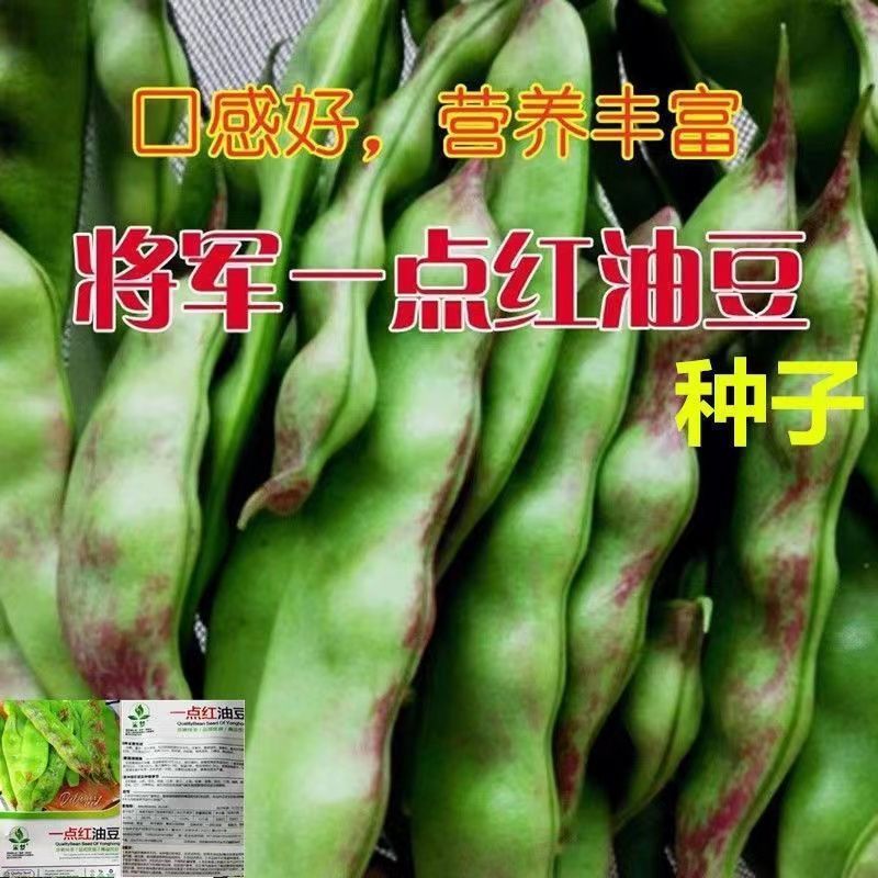 一点红油豆种子将军高产宽芸豆种籽不鼓豆抗寒抗病东北油豆角图片