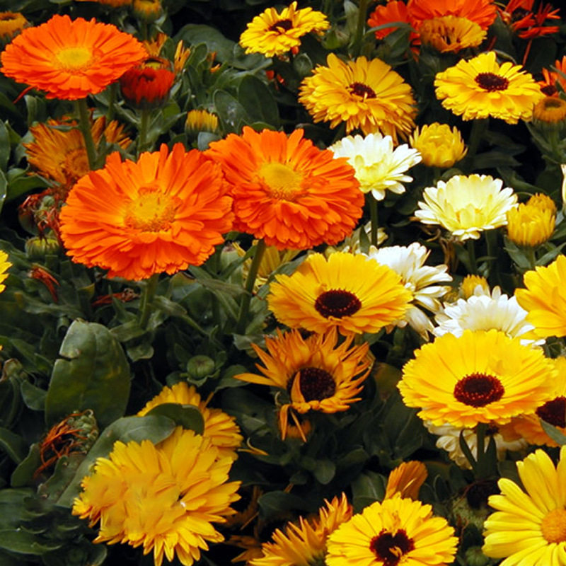 秋冬种多年生室外花种子易种耐寒金盏菊四季易活花籽庭院耐旱花草