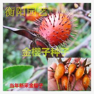金樱子树苗 糖罐 中草药 糖种子/叶/黄茶瓶/金樱子根/蜜糖罐标准