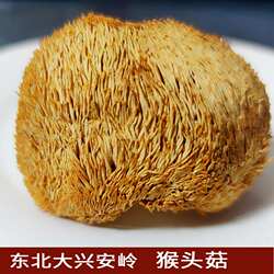 东北特产猴头菇黑龙江大兴安岭漠河特产今年新货猴头菇500克包邮