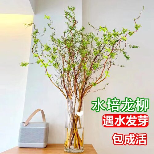 水培植物龙柳鲜枝插花干枝客厅室内装饰盆栽水养雪柳好养吊钟绿植