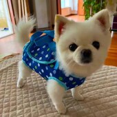 宠物四脚手提包斜挎包外出便携手提包泰迪博美便携单肩小型宠物包