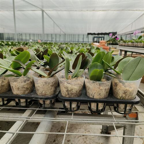 蝴蝶兰专用托盘12孔15孔穴盘花卉育苗盆花盘托架多肉托架移动花托