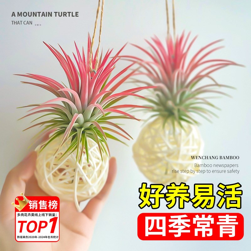 空气凤梨无土绿植物创意悬挂壁挂装饰画手工制作垂吊植物室内挂饰图片