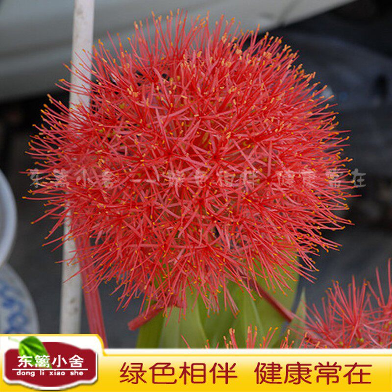 东篱小舍 火球花也叫 红绣球血百合网球花 绣球花原盆发货