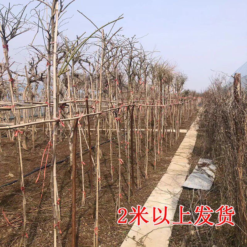 蔷薇花树苗爬藤四季高杆大苗2米发货带分支当年开花庭院种植