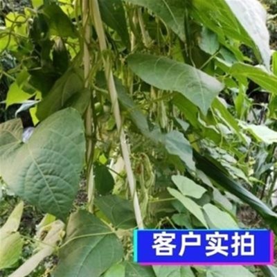 优选蔬菜大小拱棚支架玻璃纤维棒多肉遮阳防虫拱杆葡萄避雨棚大棚