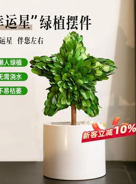 永生植物|幸运星 氛围感摆件家居饰品客厅电视酒柜装饰品简约现代