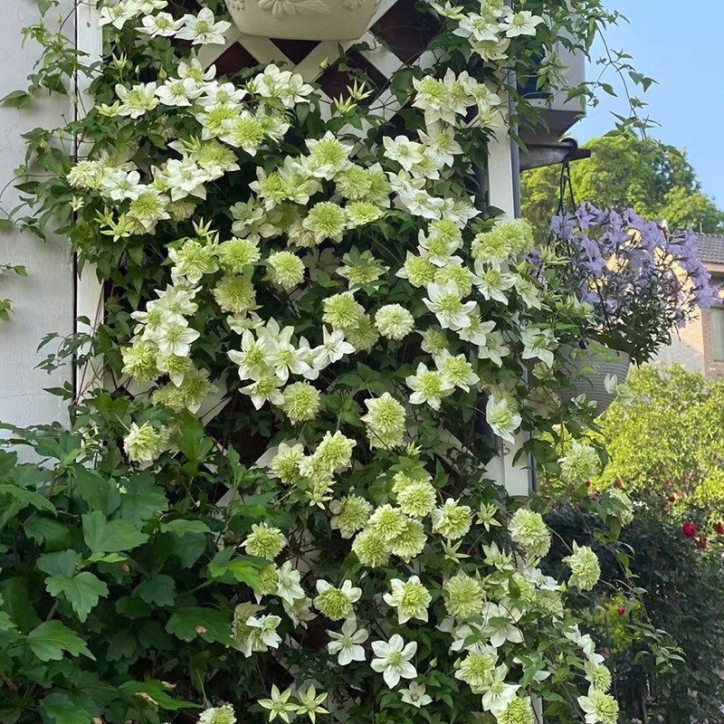 小绿铁线莲花大苗阳台盆栽绿植重瓣大花庭院藤本爬藤攀援植物四季,鲜花速递/花卉仿真/绿植园艺,绣球/木绣球/木本植物,淘宝优惠券,粉丝福利购,淘宝优惠卷