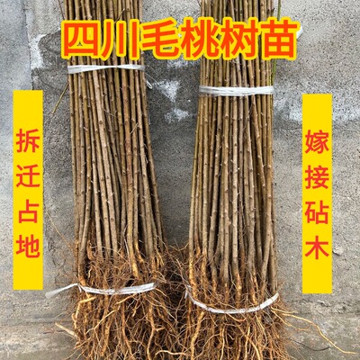 四川实生桃苗嫁接占地专用砧木苗