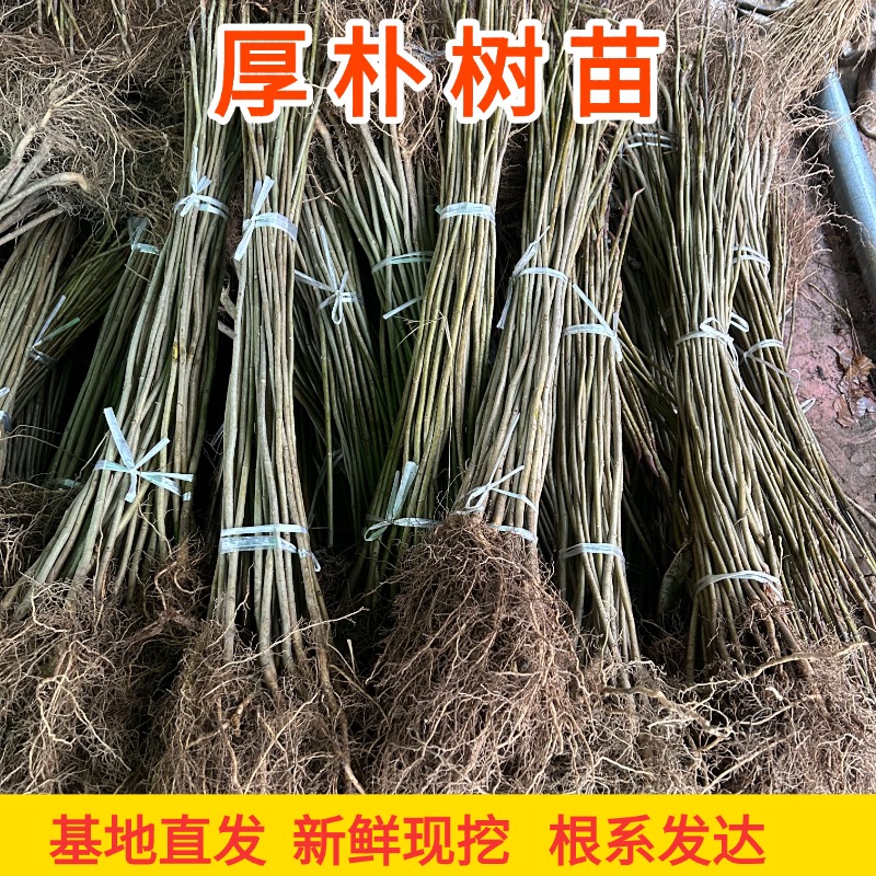 中药材剥皮卖正宗川厚朴批发价