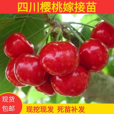 现挖樱桃嫁接苗当年结果果树果苗