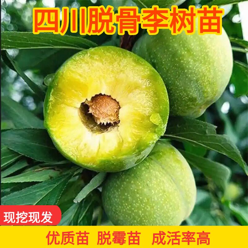四川脱骨李嫁接苗产地直发