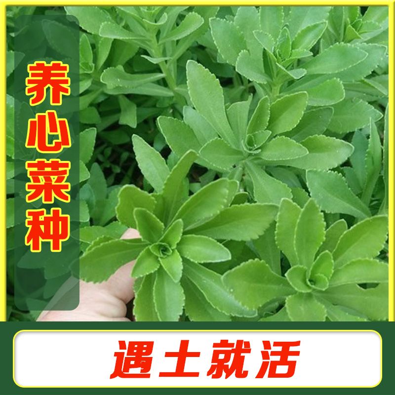 养心菜救心菜种子春四季播种盆栽家庭园艺种子