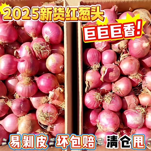 广东香葱头红葱头批发农家自种四季小香葱头红皮火葱小香葱小葱