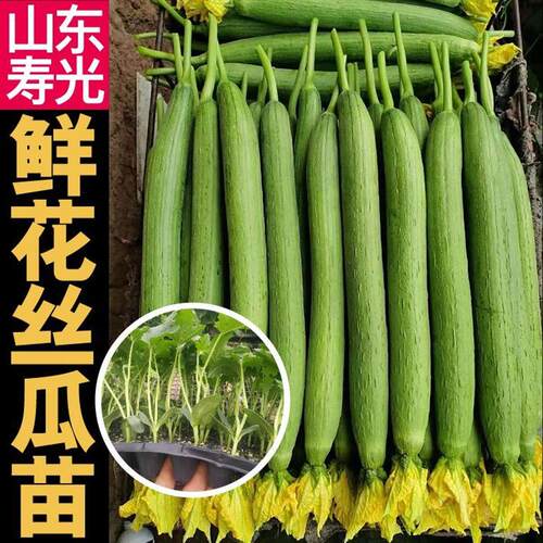 早熟寿光鲜花丝瓜苗秧中绿长条肉丝瓜种子棱丝瓜春秋四季庭院高产