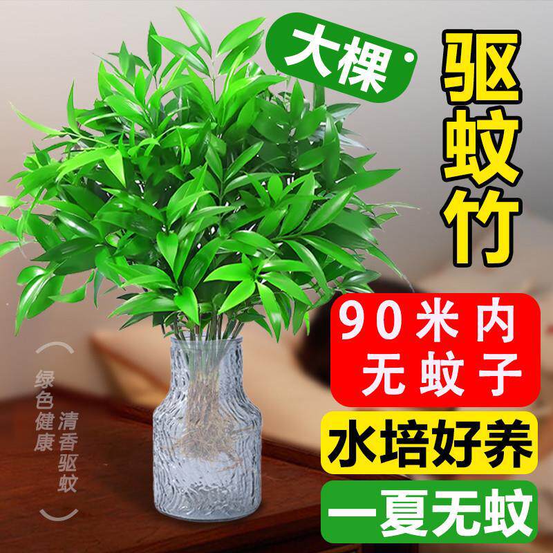 水培驱蚊竹柏植物室内水养绿植花桌面绿植