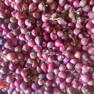 新货正宗东北小毛葱圆葱农家自种无公害小洋葱毛葱头鬼子葱油整箱