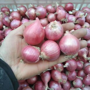东北大毛葱头农家特产新鲜1斤2斤5斤鬼子葱干小葱头圆红葱头