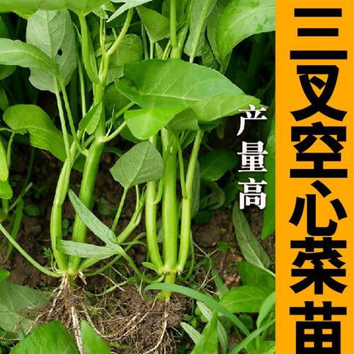 山东三叉空心菜苗秧春秋四季菜苗种子脆嫩竹叶柳叶空心菜带土发货