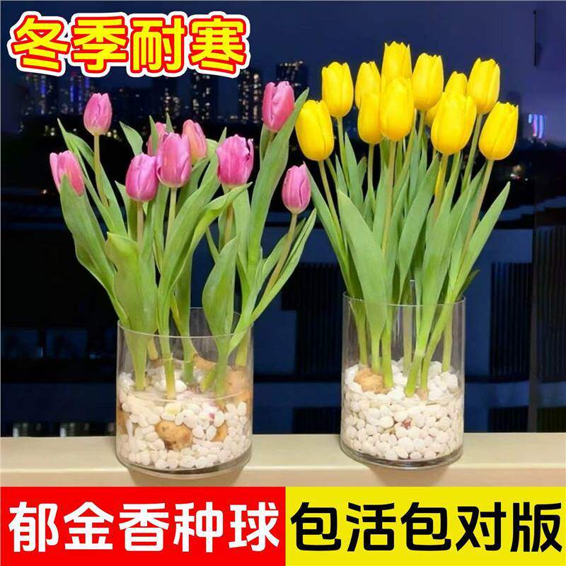 郁金香种球种苗半成品盆栽花卉土培水培室内花四季好养活盆栽种球