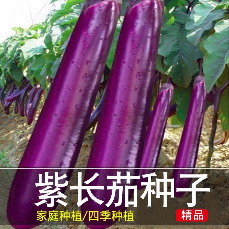 紫长茄种子紫红长茄籽四季农家紫皮茄子种籽高产种子大全