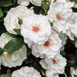 海蒂的花园 杰奎琳杜普蕾直立月季多季节开花抗病阳台庭院盆栽苗