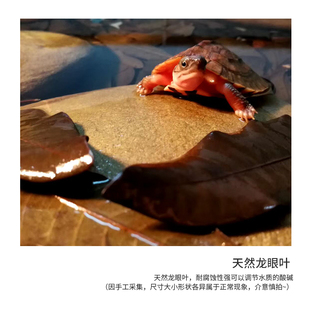 黄缘龟半水龟生态造景松针垫材安缘腐叶腐殖土饲养环境养龟龙眼叶