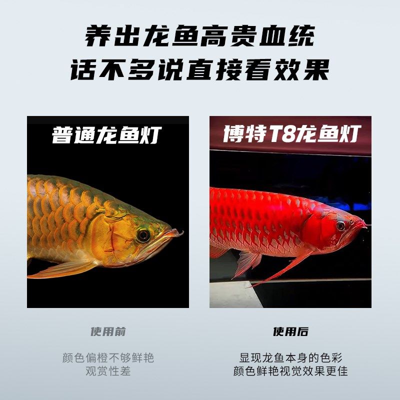 红龙灯专用鱼缸灯LED灯T8防水超亮潜水灯管鹦鹉照明增艳三基色