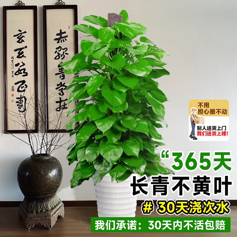 大叶绿萝柱绿植室内大型客厅大盆栽大号绿箩耐阴好养活办公室植物
