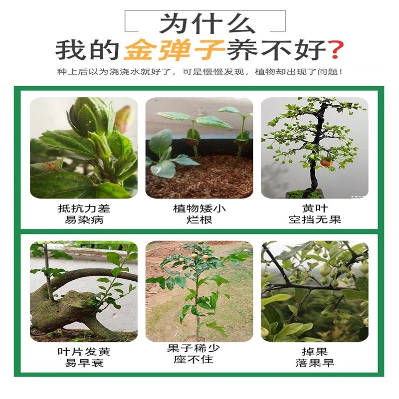 金弹子专用肥营养液金蛋子肥料生根粉盆景玉肥盆栽花肥老鸦柿土果