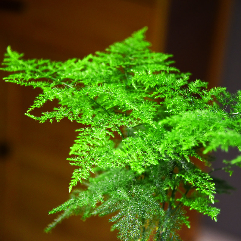 文竹盆栽植物室内盆景居家客厅办公茶几桌面装饰绿植复古禅意摆件