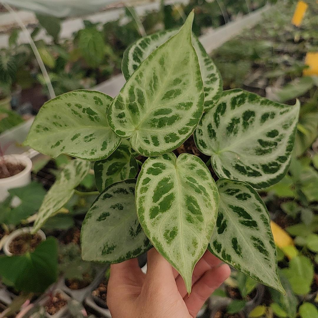 籽播银刷子花烛 铜锣烧花烛 室内观叶植物 银脉水晶花烛