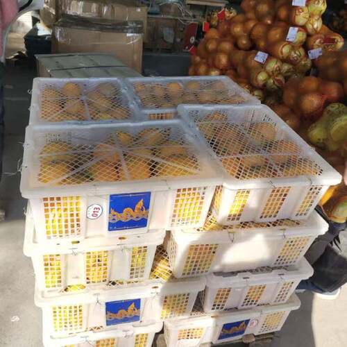 非全新收纳筐龙眼筐鸽子运输笼塑料筐周转箱工业用转运箱塑料菜筐