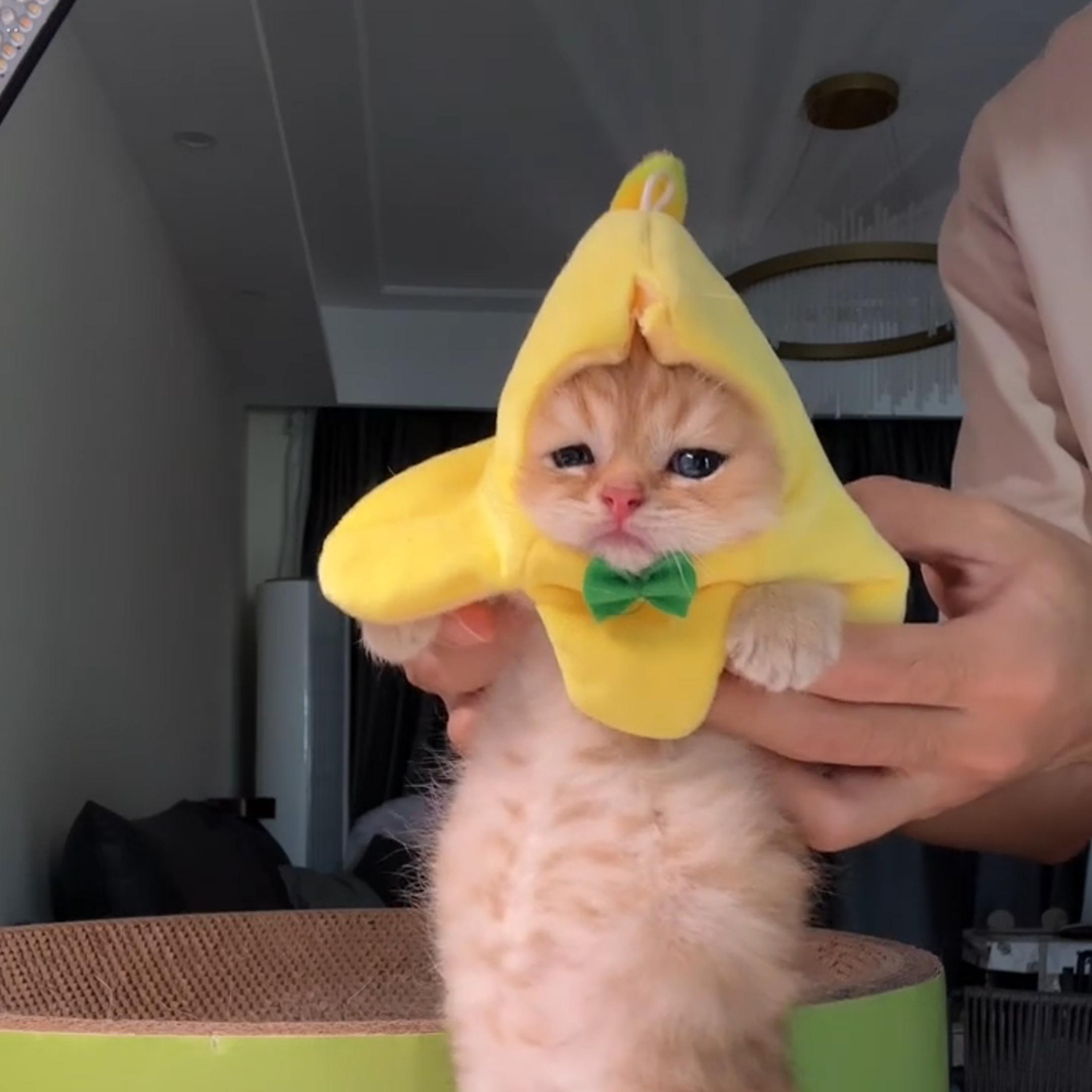 香蕉喵头套香蕉猫幼猫宠物服装配饰搞怪脖圈迷你创意摆拍道具可爱