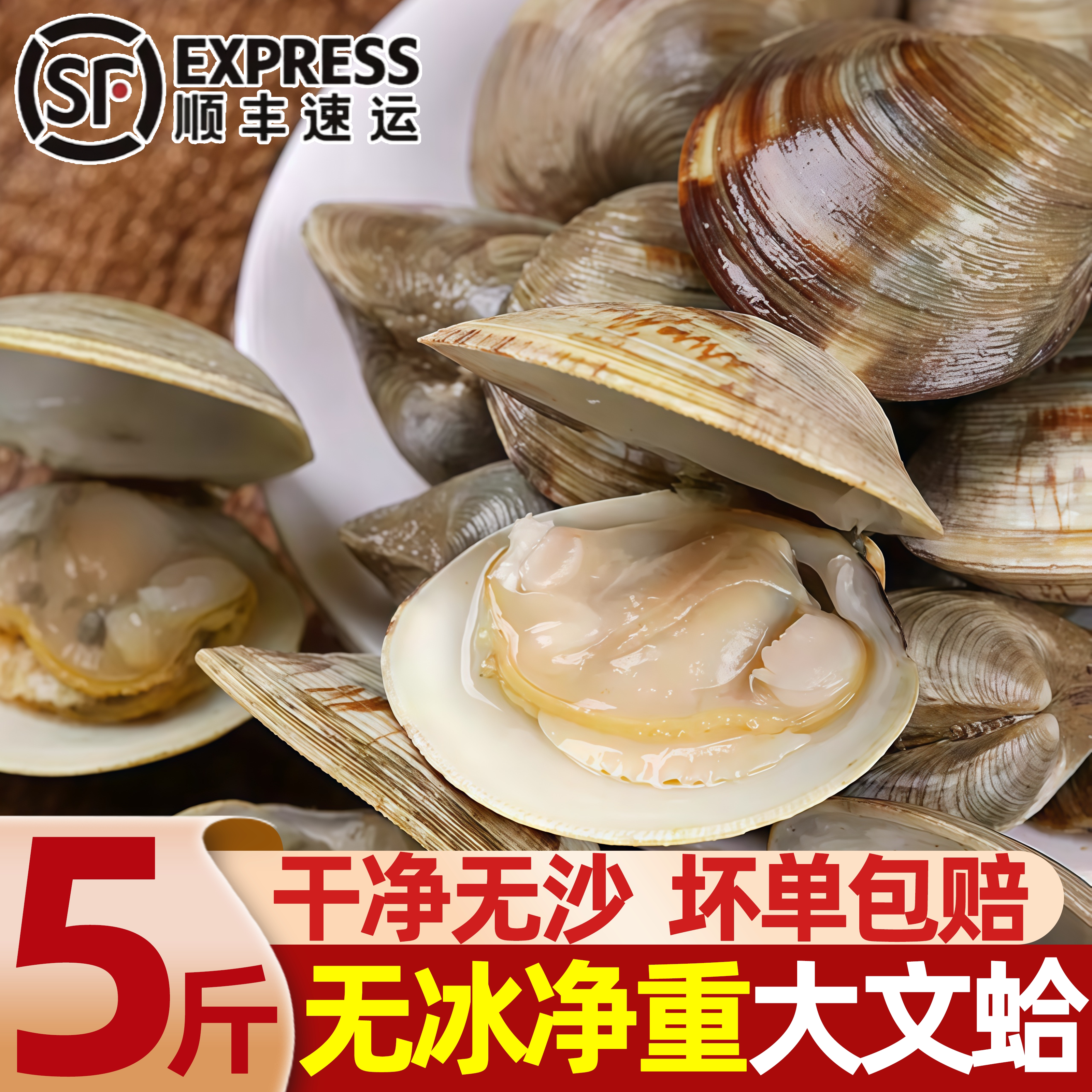 辽宁丹东真文蛤滩涂野生非美贝