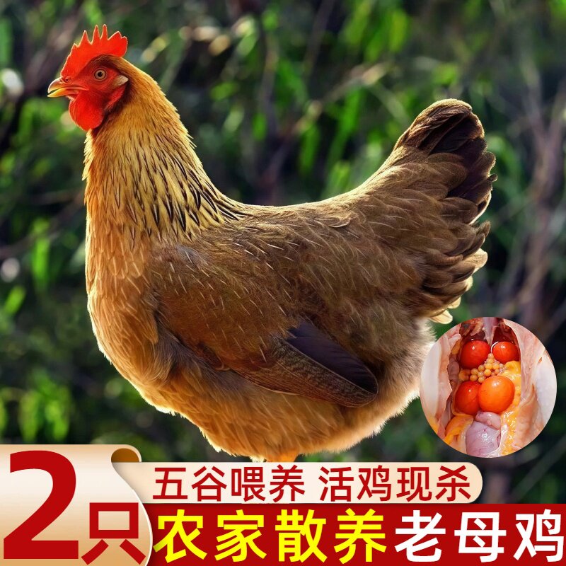 顺丰包邮新鲜现杀生鲜土鸡