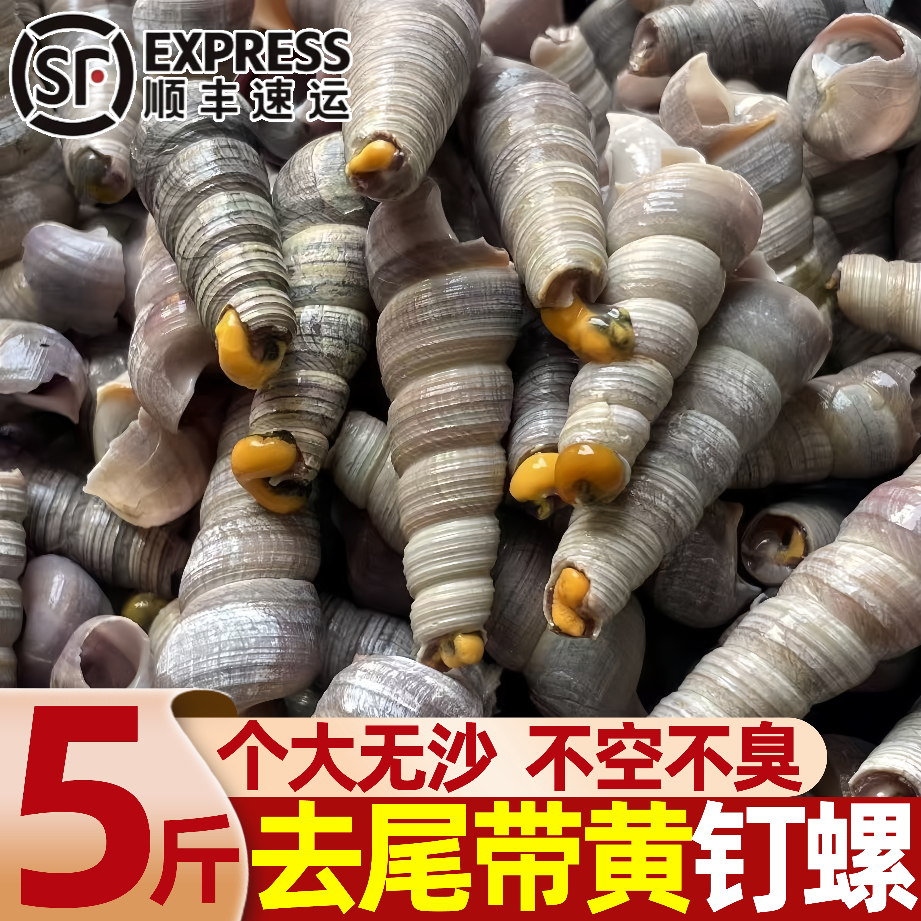 鲜活去尾免处理麻辣钉螺批发