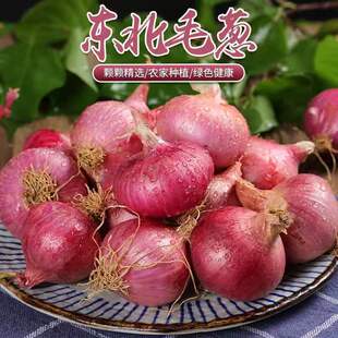 农家毛葱东北特产新鲜大的种籽栽子生吃鬼干小洋葱头迷你圆红葱头