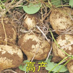 牧马山地瓜种子水果地瓜番薯凉薯茎叶四季蔬菜籽沙葛凉薯土瓜奇特