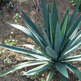 多年生宿根四季 菠萝花麻龙舌兰科凤尾兰 常青剑麻花种子丝兰