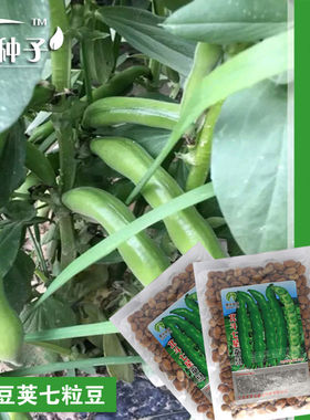 北斗七星蚕豆种子 日本大白蚕种子 高产杂交青皮蚕豆抗病黄蚕豆种