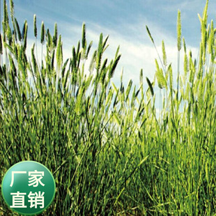 多年生牧草种子 护坡耐寒野麦子草籽 扁穗冰草种籽高冰草种子