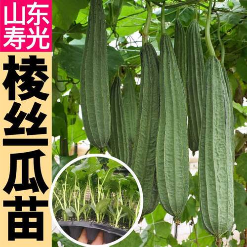 山东寿光八角棱丝瓜种子籽高产长短绿长条肉丝瓜苗秧早熟蔬菜带土