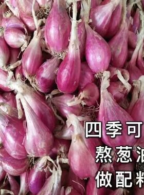 广东红葱头批发1斤干葱头红皮火葱小香葱食用熬油盆栽种植10斤装5