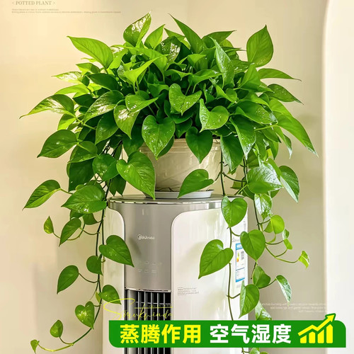 室内净化空气绿萝盆栽水培植物大叶爬藤垂吊绿萝吸甲醛新房小绿植