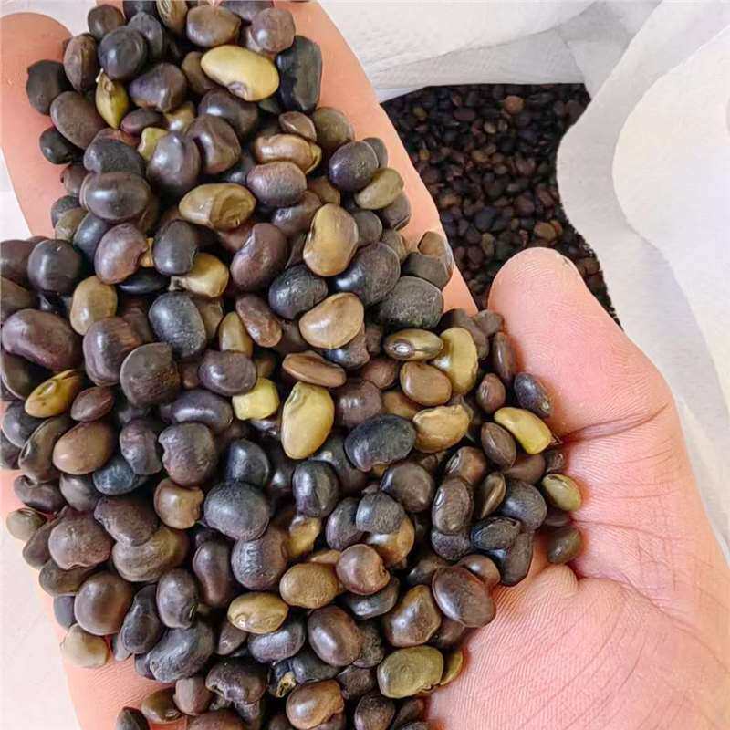 国槐种子林木种家槐树籽四季多年生景观绿化工程观叶种孑树种子