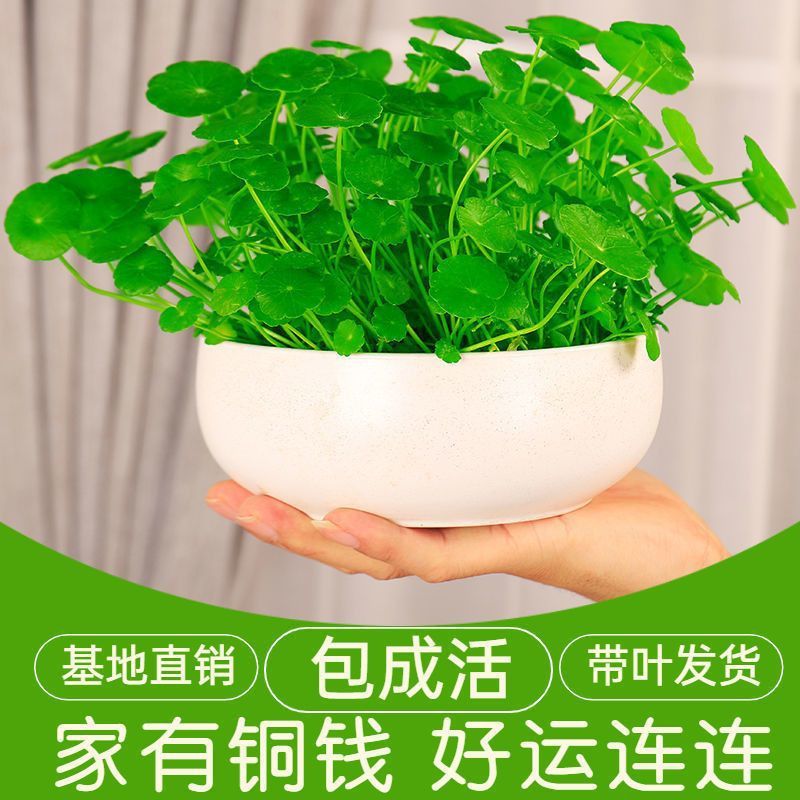 不活包赔】带叶铜钱草水培土培植家庭园艺种子